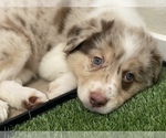 Small Photo #3 Border Collie Puppy For Sale in EVERETT, WA, USA