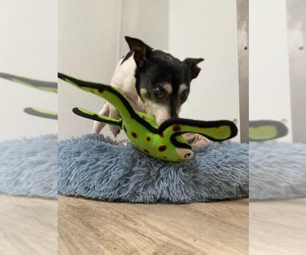 Medium Photo #3 Rat Terrier-Unknown Mix Puppy For Sale in Sequim, WA, USA