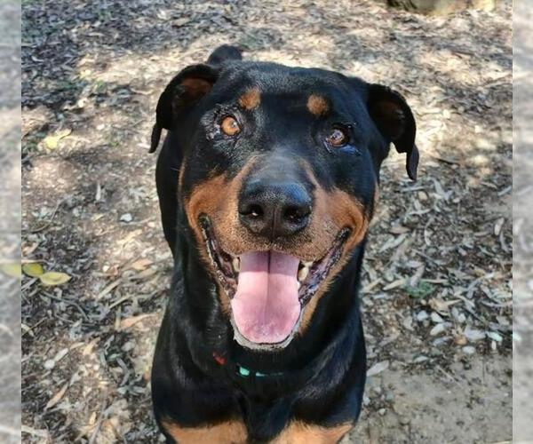 Medium Photo #1 Rottweiler-Unknown Mix Puppy For Sale in Martinez, CA, USA