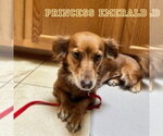Small #14 Chiweenie