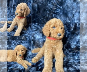 Goldendoodle Puppy for sale in HOUSTON, TX, USA