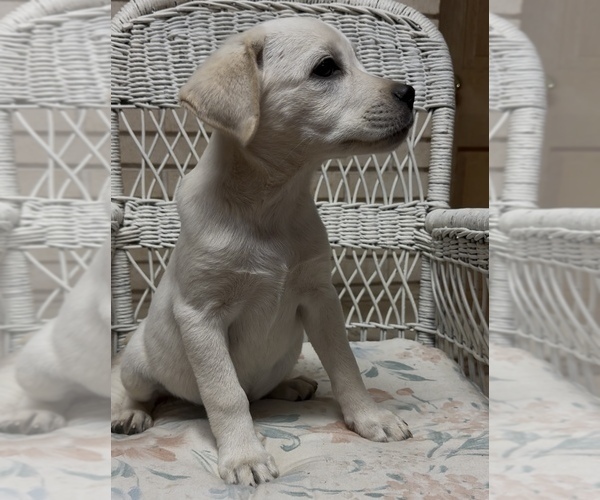 Medium Photo #17 Labrador Retriever Puppy For Sale in SPRINGFIELD, MO, USA