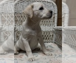 Small #8 Labrador Retriever