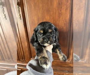 Cavalier King Charles Spaniel Puppy for sale in CENTURIA, WI, USA