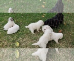 Small Photo #7 Great Pyrenees Puppy For Sale in WINGINA, VA, USA