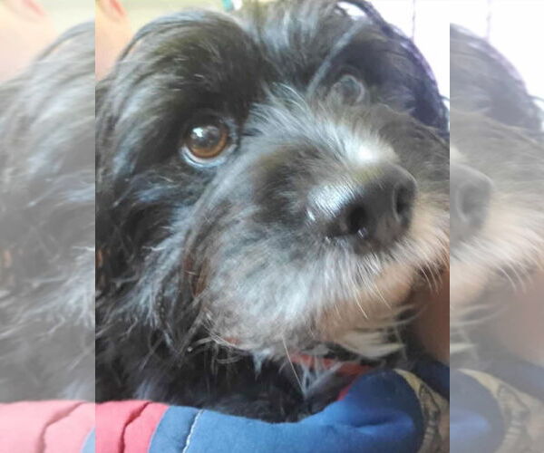 Medium Photo #2 Havanese-Unknown Mix Puppy For Sale in Dallas, TX, USA