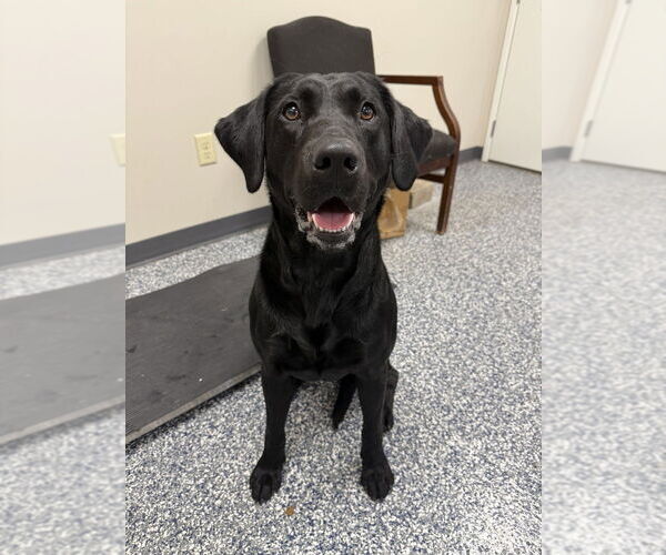 Medium Photo #1 Labrador Retriever Puppy For Sale in Bemidji, MN, USA