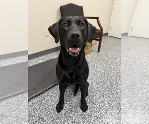 Labrador Retriever Dogs for adoption in Bemidji, MN, USA