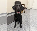 Small Labrador Retriever