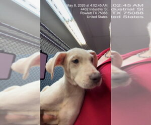 Argentinian Mastiff-Border Collie Mix Dogs for adoption in Rowlett, TX, USA
