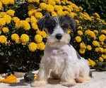 Small #2 Schnauzer (Miniature)
