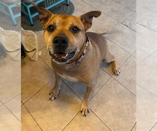 Medium Photo #6 American Staffordshire Terrier Puppy For Sale in Techny, IL, USA