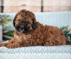 Poodle (Miniature)-ShihPoo Mix Litter for sale in SUGARCREEK, OH, USA