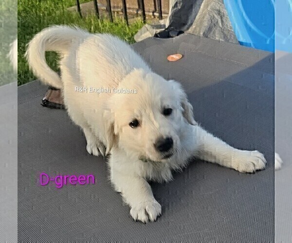 Medium Photo #23 English Cream Golden Retriever Puppy For Sale in BROWNSTOWN, MI, USA