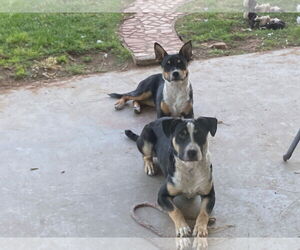 Mutt Dogs for adoption in Aurora, CO, USA