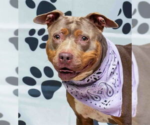 Medium American Pit Bull Terrier