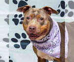 Small American Pit Bull Terrier