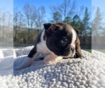 Small Photo #6 Boston Terrier Puppy For Sale in ODENVILLE, AL, USA