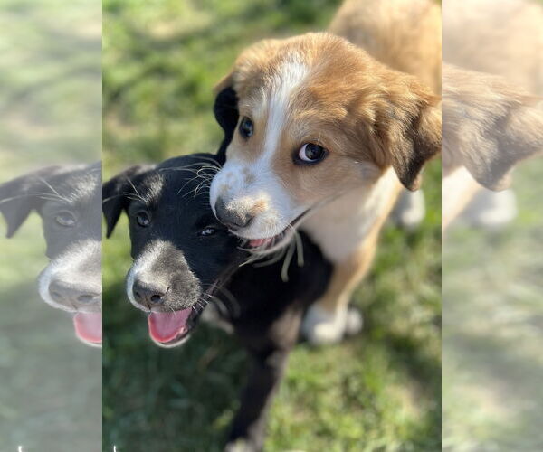 Medium Photo #4 Border Collie-Great Pyrenees Mix Puppy For Sale in Estherville, IA, USA