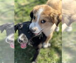 Small #3 Border Collie-Great Pyrenees Mix