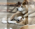 Small Photo #14 Shiba Inu Puppy For Sale in MISSOULA, MT, USA