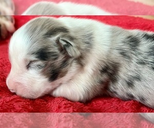 Australian Shepherd Puppy for Sale in LODA, Illinois USA