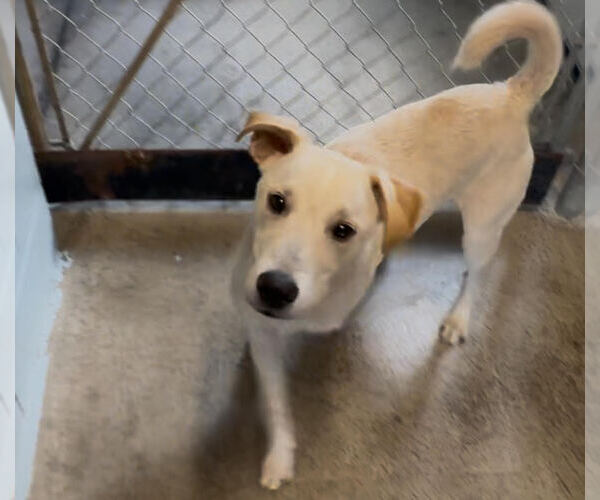 Medium Photo #3 Shepradors Puppy For Sale in Sistersville, WV, USA