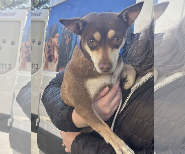 Medium Photo #4 Chihuahua-Unknown Mix Puppy For Sale in Bellevue, WA, USA