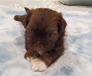 Shih Tzu Puppy for Sale in SUPPLY, North Carolina USA