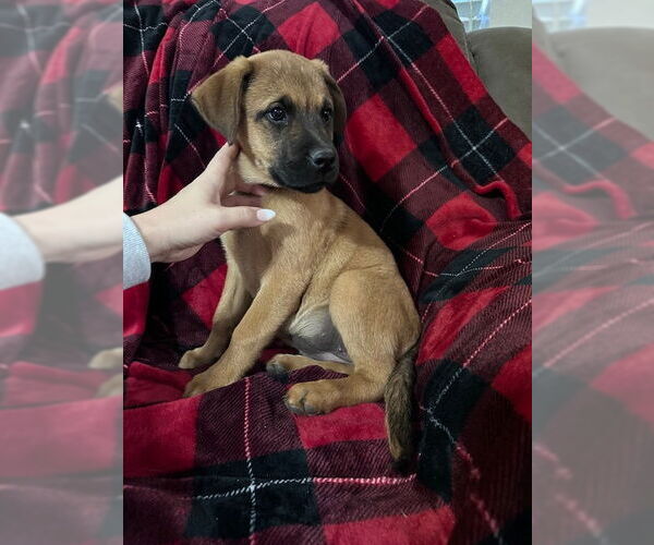 Medium Photo #11 Rottweiler-Unknown Mix Puppy For Sale in McKinney, TX, USA