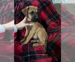 Small #10 Rottweiler Mix