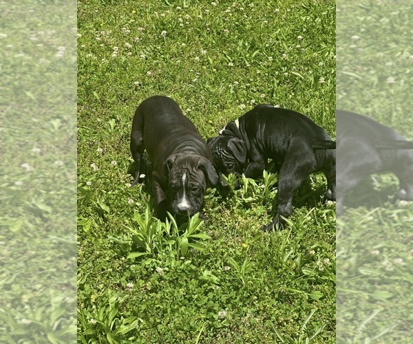 Medium Photo #3 Bullypit Puppy For Sale in BETHALTO, IL, USA
