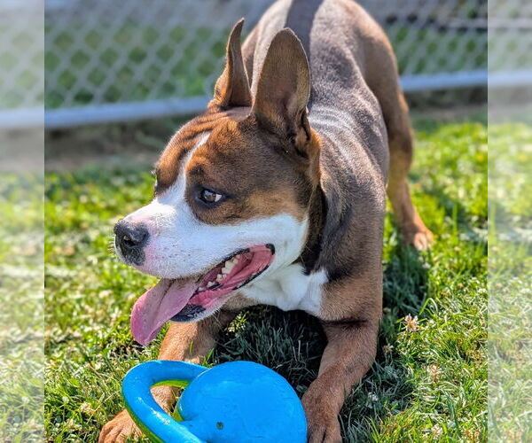Medium Photo #3 American Pit Bull Terrier-Unknown Mix Puppy For Sale in Rootstown, OH, USA