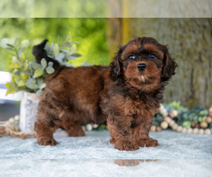 Medium Poodle (Miniature)-ShihPoo Mix