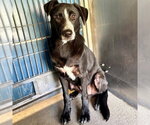 MALACHI - Male Border Collie-Unknown Mix Dog for Adoption - Small photo