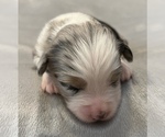 Small Photo #6 Miniature Australian Shepherd Puppy For Sale in ARDMORE, OK, USA