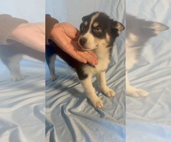 Medium Photo #7 Pomsky-Shiba Inu Mix Puppy For Sale in NASHUA, NH, USA