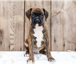 Small #8 Boxer