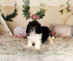 Small Photo #8 Zuchon Puppy For Sale in WARSAW, IN, USA