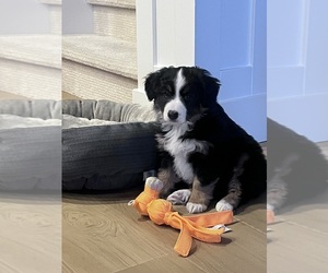 Miniature American Shepherd Puppy for sale in WILSONVILLE, OR, USA