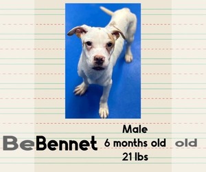 Mutt Dogs for adoption in Woodbury, NY, USA