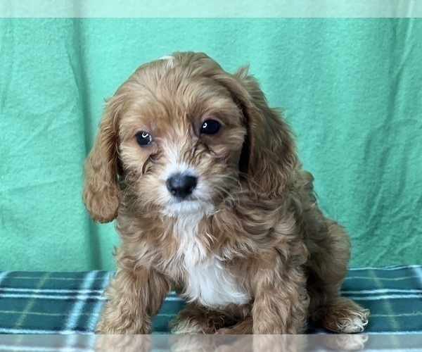 Medium Photo #5 Cavapoo Puppy For Sale in DUNDEE, OH, USA