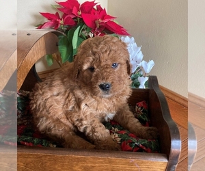 Goldendoodle-Poodle (Standard) Mix Puppy for sale in PORT ROYAL, PA, USA