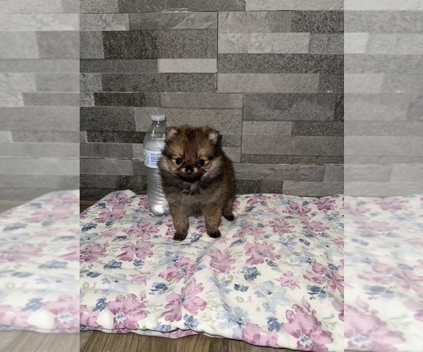 Medium Photo #2 Pomeranian Puppy For Sale in DALLAS, TX, USA