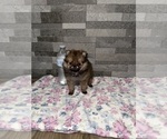 Small #1 Pomeranian