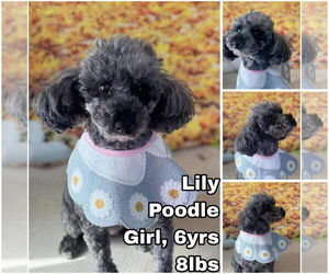 Poodle (Toy) Dogs for adoption in Seattle, WA, USA