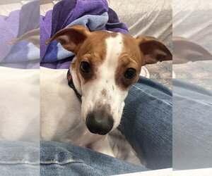 Chester - Male Jack Chi Dog for Adoption - Photo #2