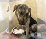 Small #2 Plott Hound Mix