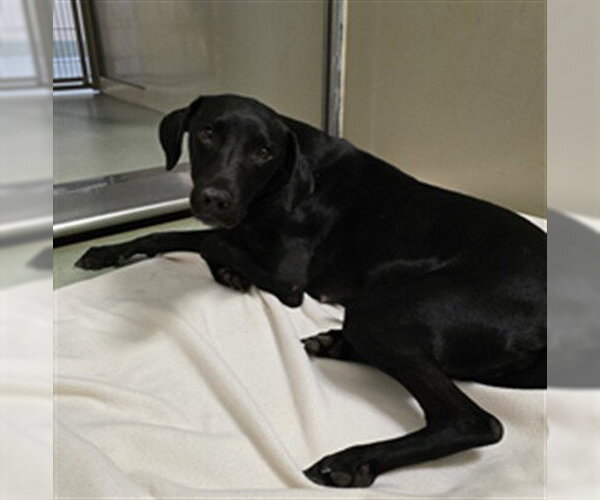 Medium Photo #1 Lab-Pointer Puppy For Sale in Placerville, CA, USA
