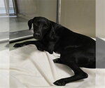 Small Lab-Pointer